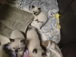 Ragdoll koťátko bez PP
