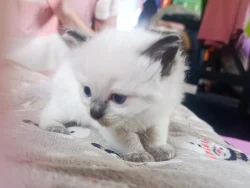 Ragdoll koťátko bez PP