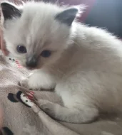 Ragdoll koťátko bez PP