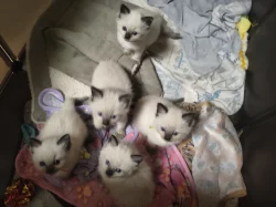 Ragdoll koťátko bez PP