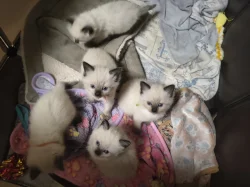 Ragdoll koťátko bez PP