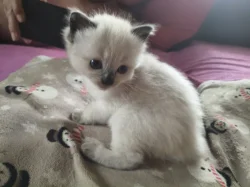 Ragdoll koťátko bez PP