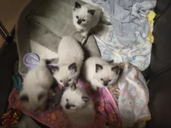 Ragdoll koťátko bez PP
