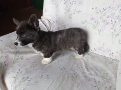 Welsh Corgi