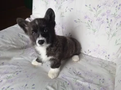Welsh Corgi