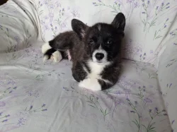 Welsh Corgi