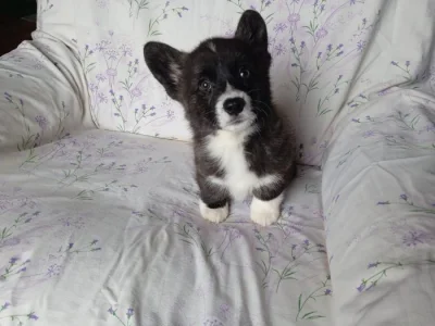 Welsh Corgi