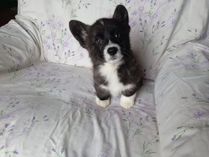 Welsh Corgi