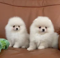 Čistokrevný pomeranian (trpasličí špic)