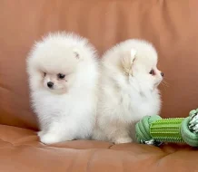 Čistokrevný pomeranian (trpasličí špic)