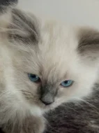 koťata Ragdoll