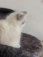 koťata Ragdoll