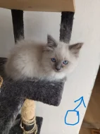 koťata Ragdoll