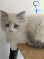 koťata Ragdoll