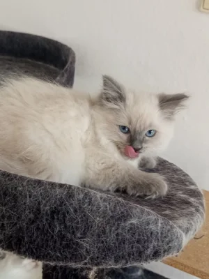 koťata Ragdoll