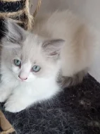 koťata Ragdoll