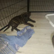 Stafordšírský bulteriér s PP-mix zlatý retrívr, border kolie.