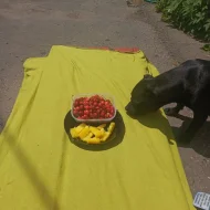 Stafordšírský bulteriér s PP-mix zlatý retrívr, border kolie.