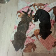 Stafordšírský bulteriér s PP-mix zlatý retrívr, border kolie.