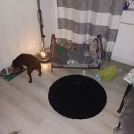 Stafordšírský bulteriér s PP-mix zlatý retrívr, border kolie.