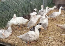 🌤️Nabízíme kachňata druhu PIŽMOVKA velká a INDICKÝ běžec 🦆