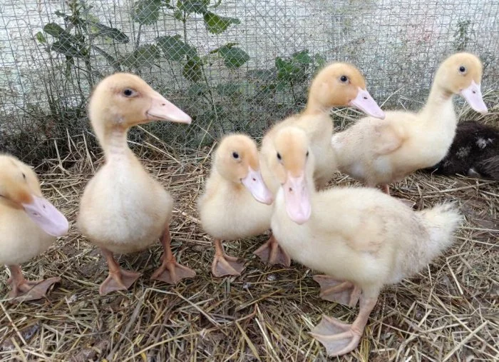 🌤️Nabízíme kachňata druhu PIŽMOVKA velká a INDICKÝ běžec 🦆