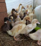 🌤️Nabízíme kachňata druhu PIŽMOVKA velká a INDICKÝ běžec 🦆
