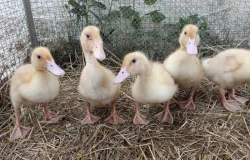 🌤️Nabízíme kachňata druhu PIŽMOVKA velká a INDICKÝ běžec 🦆