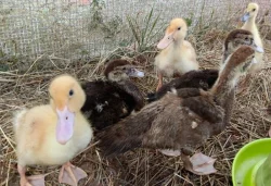 🌤️Nabízíme kachňata druhu PIŽMOVKA velká a INDICKÝ běžec 🦆