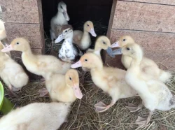 🌤️Nabízíme kachňata druhu PIŽMOVKA velká a INDICKÝ běžec 🦆