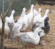 🌤️Nabízíme kachňata druhu PIŽMOVKA velká a INDICKÝ běžec 🦆