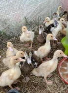 🌤️Nabízíme kachňata druhu PIŽMOVKA velká a INDICKÝ běžec 🦆