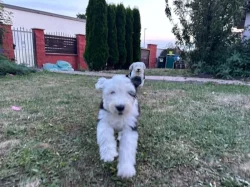 Bobtail