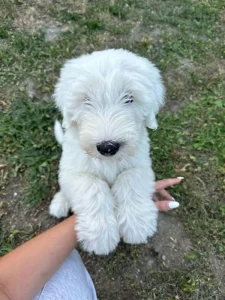 Bobtail