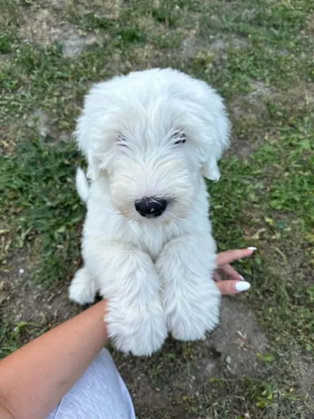 Bobtail