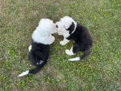 Bobtail