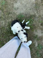 Bobtail