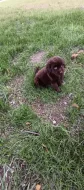 🐾 Čistokrevná čokoládová labradorská štěňátka 🐾