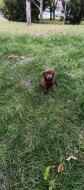 🐾 Čistokrevná čokoládová labradorská štěňátka 🐾