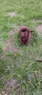 🐾 Čistokrevná čokoládová labradorská štěňátka 🐾