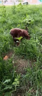 🐾 Čistokrevná čokoládová labradorská štěňátka 🐾