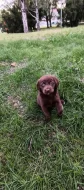 🐾 Čistokrevná čokoládová labradorská štěňátka 🐾