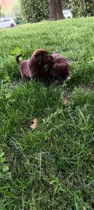 🐾 Čistokrevná čokoládová labradorská štěňátka 🐾