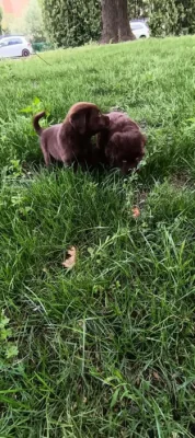 🐾 Čistokrevná čokoládová labradorská štěňátka 🐾