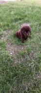🐾 Čistokrevná čokoládová labradorská štěňátka 🐾