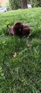 🐾 Čistokrevná čokoládová labradorská štěňátka 🐾