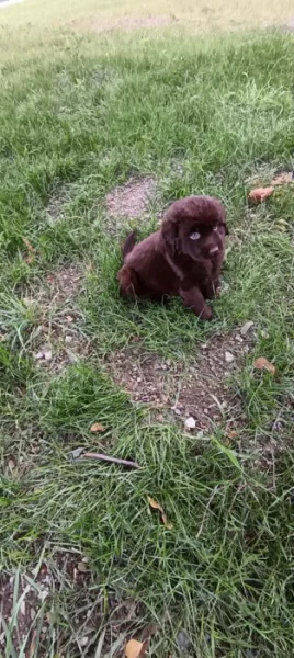 🐾 Čistokrevná čokoládová labradorská štěňátka 🐾