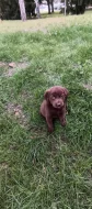 🐾 Čistokrevná čokoládová labradorská štěňátka 🐾