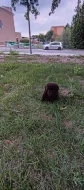 🐾 Čistokrevná čokoládová labradorská štěňátka 🐾