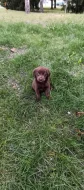 🐾 Čistokrevná čokoládová labradorská štěňátka 🐾